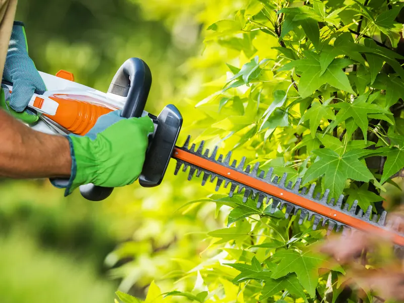 Heckenschere beim Schnitt einer grünen Hecke